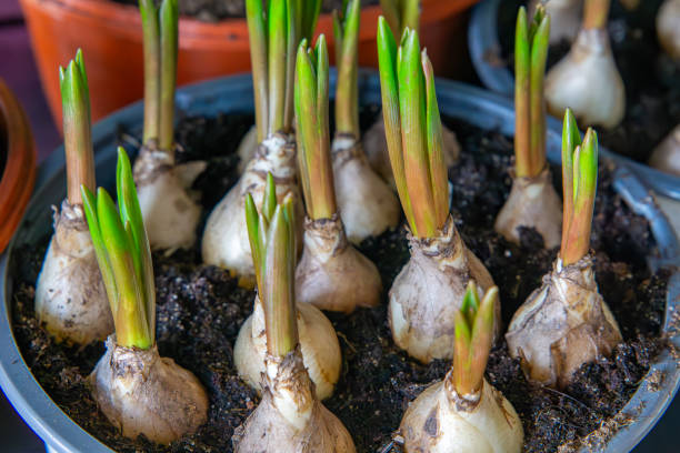 istock flower bulbs planted in a pot. spring hyacinth flowers growing from bulbs. 2198569610