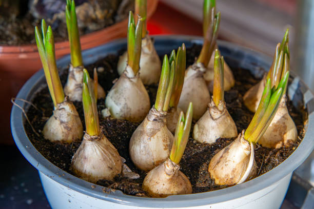 istock flower bulbs planted in a pot. spring hyacinth flowers growing from bulbs. 2198569638