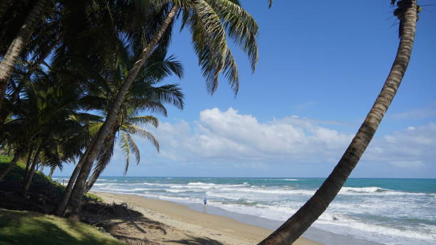istock Coconut Palm trees on Cabarete Beach, Dominican Republic 2198569796