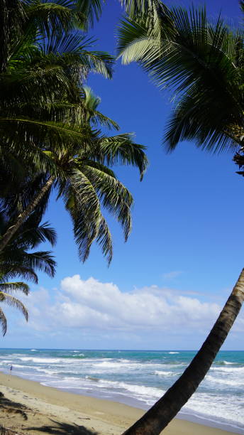 istock Coconut Palm trees on Cabarete Beach, Dominican Republic 2198569814