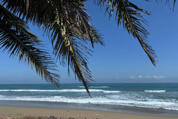 istock Palm Leaves and tropical Beach 2198569816