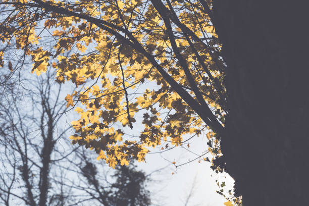 Artistic filter of tree with fall leaves against a blue sky