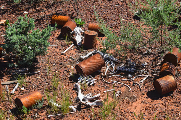 A sun-bleached kangaroo skeleton lies in the arid Western Australian desert near Kalgoorlie, a stark reminder of nature's harsh conditions.
