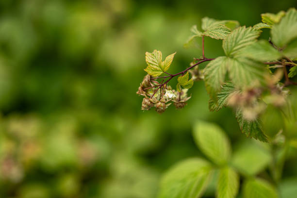 raspberry plant with budding flowers and green leaves