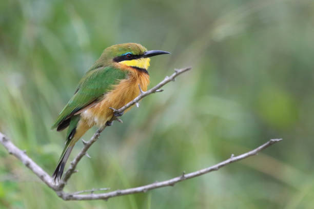 istock Zwergspint / Little bee-eater / Merops pusillus 2198573773