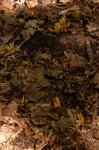 istock Golden Spindle Mushrooms growing through leaves 2198573778