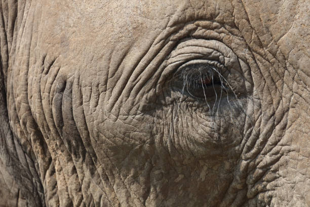 istock Afrikanischer Elefant / African elephant / Loxodonta africana 2198574473
