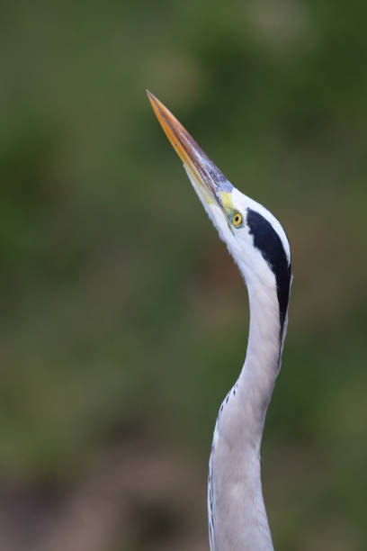 Adult grey heron (Ardea cinerea) picked out by early morning light. Selective focus highlights the yellow eye, even green bokeh as background.