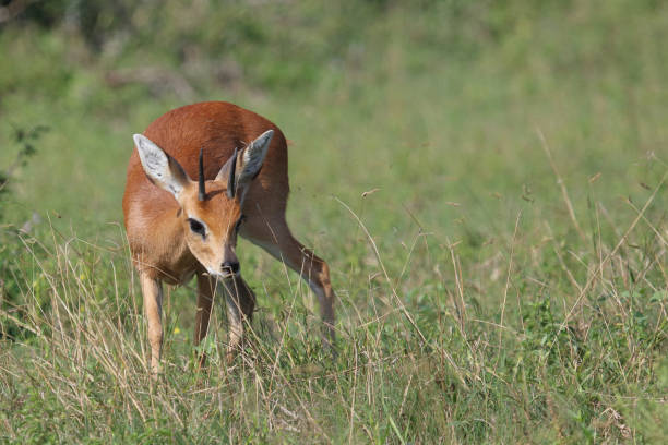istock Afrikanischer Steinbock / Steenbok / Raphicerus campestris 2198575047