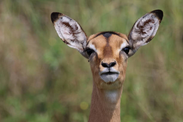 istock Schwarzfersenantilope / Impala / Aepyceros melampus 2198575166