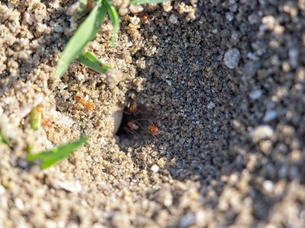 Red ants scramble out of hill, as they build their underground tunnels and dens for egg laying.