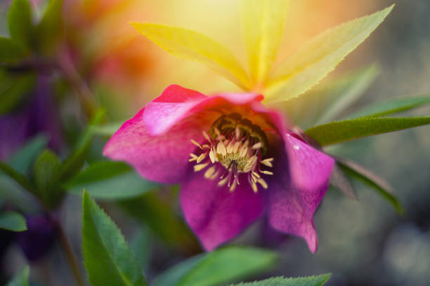 Pink hellebore flowers in the spring garden. Floral wallpaper or background for your project