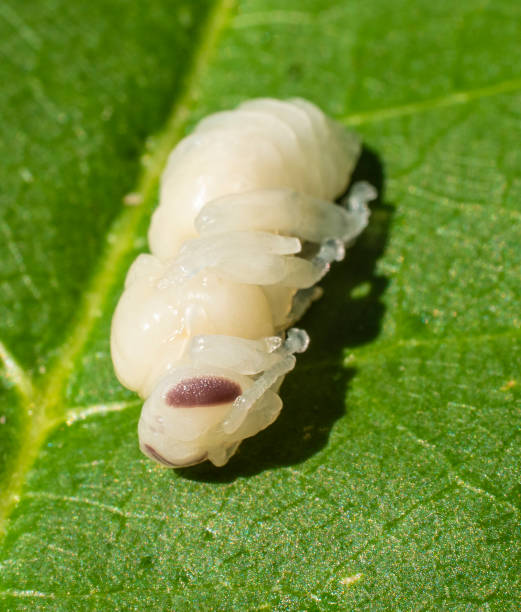 istock Larva of queen bee. 2198577905