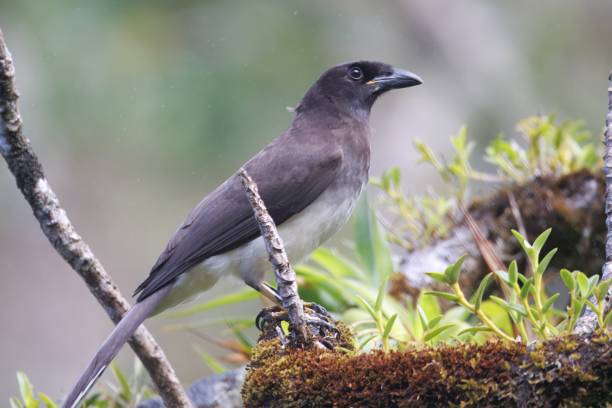 istock Brown jay, Cyanocorax morio, in a forest 2198578501