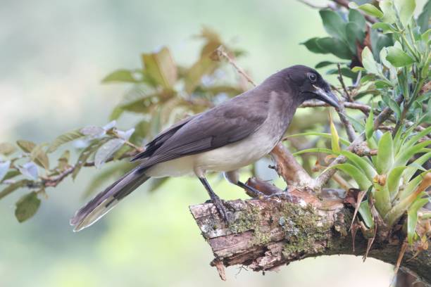 istock Brown jay, Cyanocorax morio, in a forest 2198578502