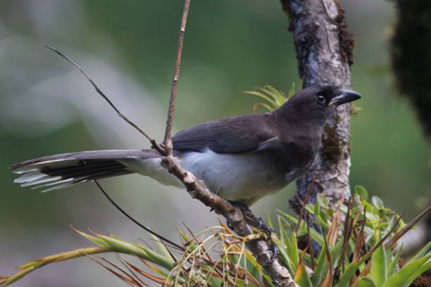 Brown jay, Cyanocorax morio, in a forest