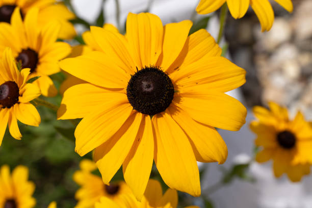 istock Yellow Rudbeckia hirta coneflowers 2198578552