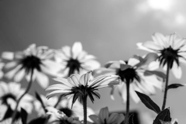 istock Rudbeckia hirta coneflowers in black and white 2198578627