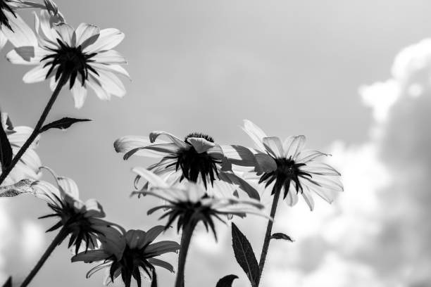 istock Rudbeckia hirta coneflowers in black and white 2198578669