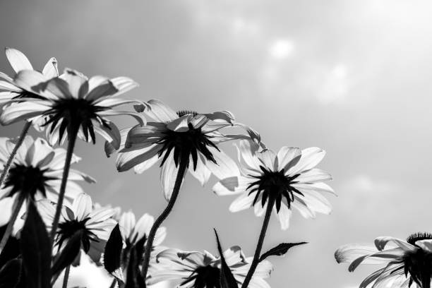 istock Rudbeckia hirta coneflowers in black and white 2198578672
