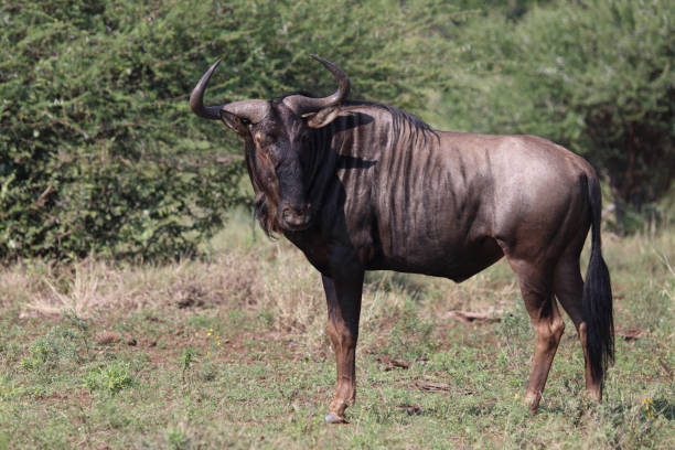 istock Streifengnu / Blue wildebeest / Connochaetes taurinus 2198578713
