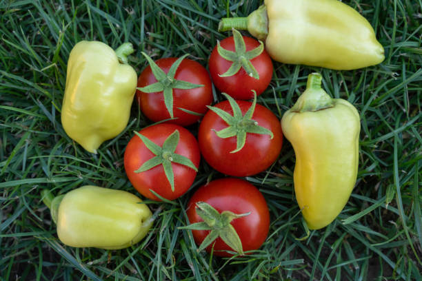 istock Harvested garden tomatoes and peppers 2198578746