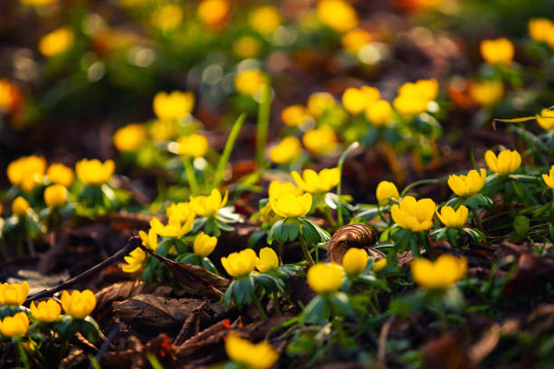 Yellow spring flowers (Eranthis hyemalis) in the park. Floral wallpaper or background for your project