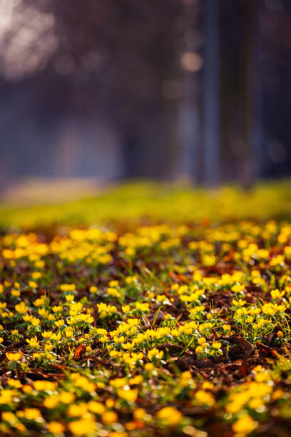 Yellow spring flowers (Eranthis hyemalis) in the park. Floral wallpaper or background for your project