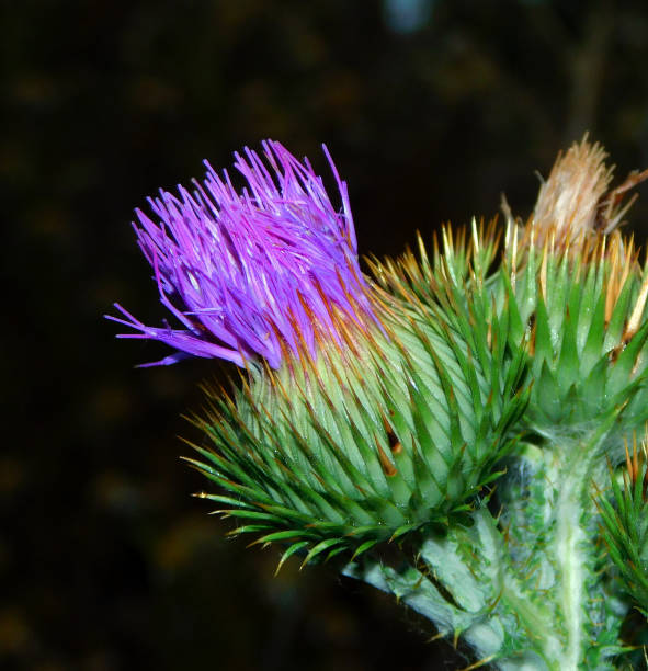 Onopordum acanthium, commonly called - although some words are shared with other thistles - donkey thistle or toba, among many other names, is a species of herbaceous plant of the genus Onopordum of the family Asteraceae.
