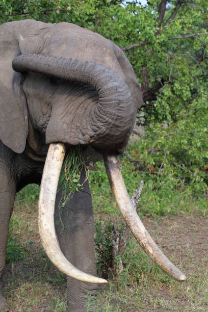 istock Afrikanischer Elefant / African elephant / Loxodonta africana 2198580165