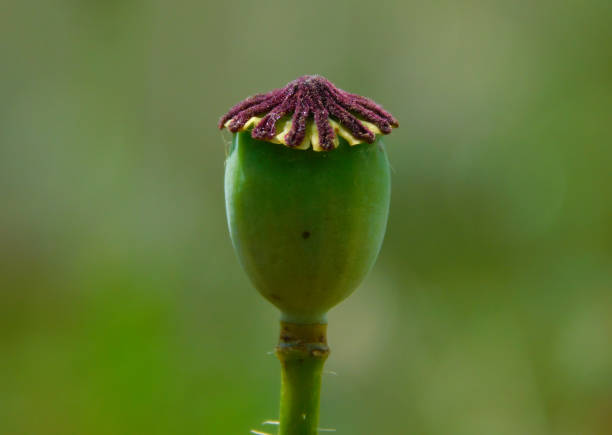 The common poppy or wild poppy is a flowering plant species of the Papaver genus, belonging to the Papaveraceae family.