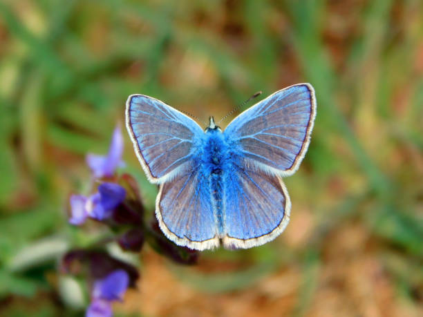 blue buterfly in wild nature