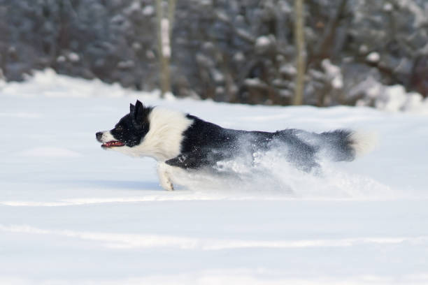 Active black and white Border Collie dog running fast on a snow in winter
