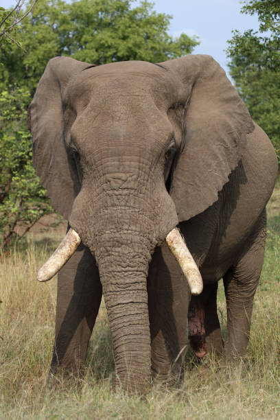 istock Afrikanischer Elefant / African elephant / Loxodonta africana 2198580869