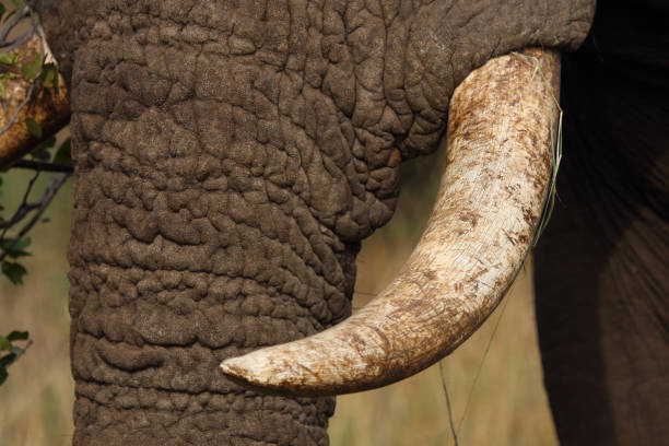 istock Afrikanischer Elefant / African elephant / Loxodonta africana 2198580870