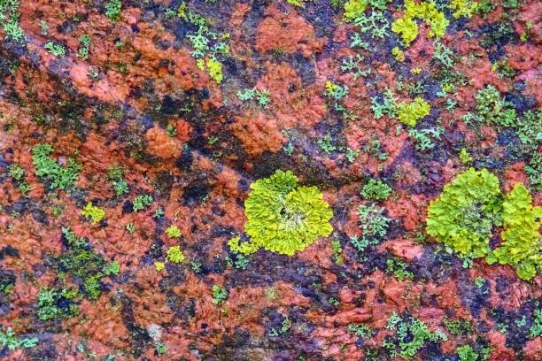 Green moss on red granite. Geology. Macro.