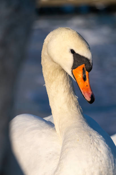 istock Swans on the Baltic Sea coast in winter 2198581460