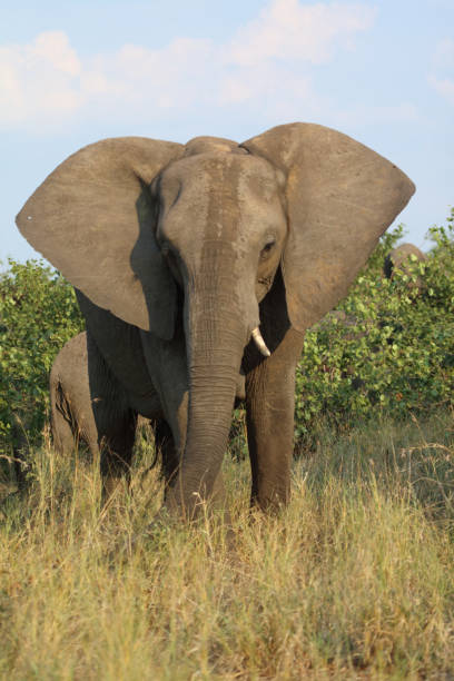 istock Afrikanischer Elefant / African elephant / Loxodonta africana 2198581566