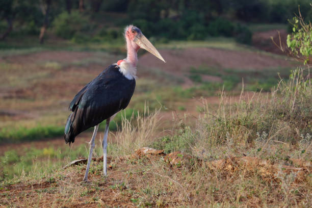 istock Marabu / Marabou stork / Leptoptilos crumeniferus 2198581786