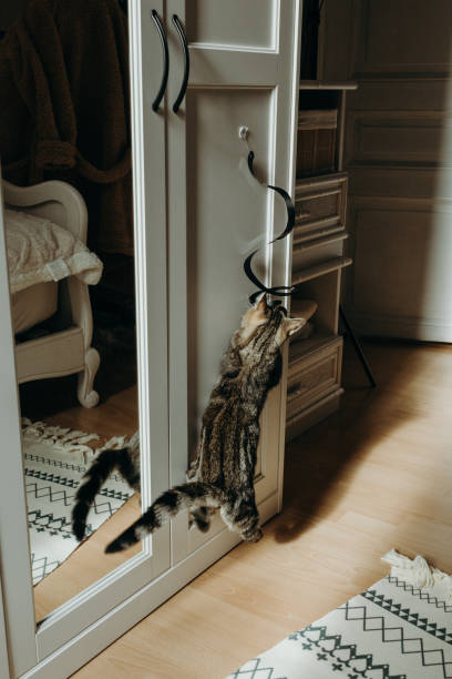 istock Cute kitten plays with a hanging toy in the room. 2198582338