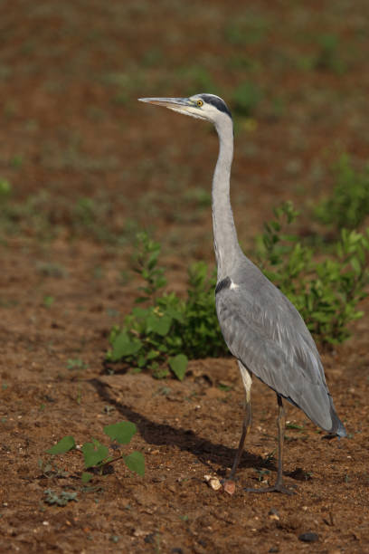 istock Afrikanischer Graureiher / Grey heron / Ardea cinerea 2198582860