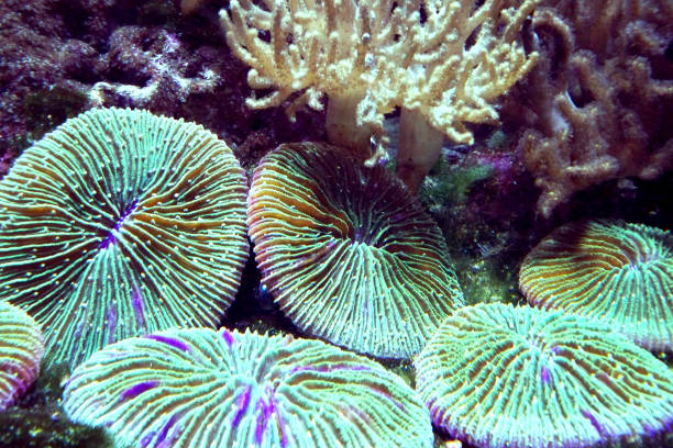 A mesmerizing close-up of a marine aquarium featuring colorful plate corals (Fungia sp.) alongside soft coral formations, showcasing the beauty of aquatic life in a reef ecosystem
