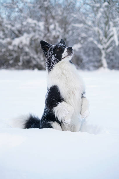 Cute black and white Border Collie dog posing outdoors sitting up on its back legs on a snow in winter