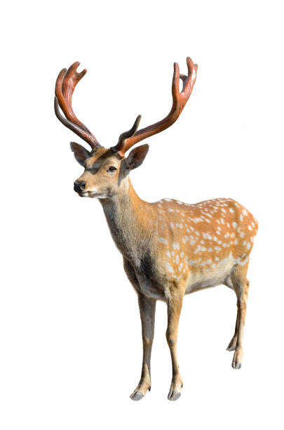 istock Young spotted deer with branched antlers on white background 2198583566
