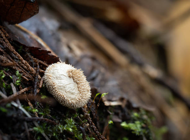 istock Sinlge Peeling Puffball Mushroom 2198585043