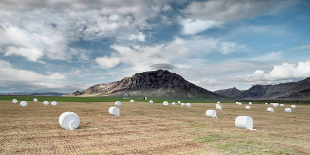Large white plastic-wrapped hay bales are scattered across a harvested field with mountains and a cloudy sky in the background, in iceland