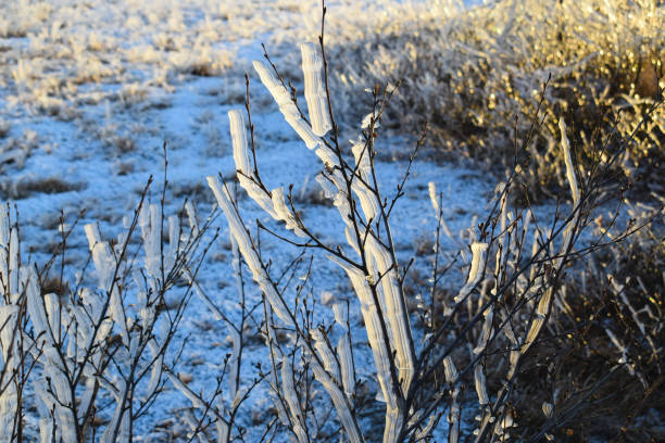 A stunning Icelandic sunset casts golden light over frozen trees, with mist rising in the cold air, creating a surreal winter landscape.