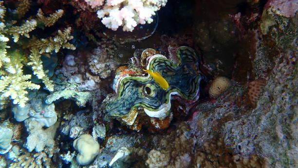 istock Scaly clam or giant fluted clam (Tridacna squamosa) undersea 2198585769