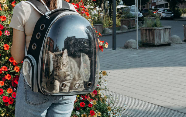 istock A small kitten in a backpack on a young girl s back. 2198586137