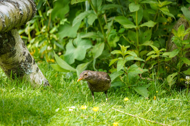 Female blackbird searching for food in the back yard